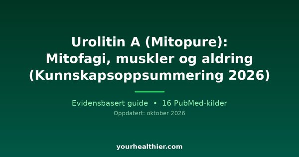 Urolitin A (Mitopure): Mitofagi, muskler og aldring (Kunnskapsoppsummering 2026)
