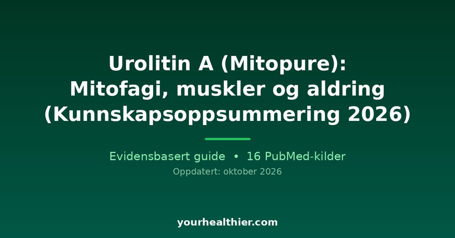 Urolitin A (Mitopure): Mitofagi, muskler og aldring (Kunnskapsoppsummering 2026)